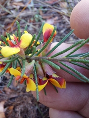 Dillwynia floribunda