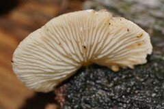 Conchomyces bursiformis