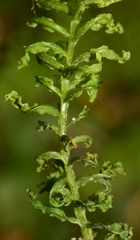 Acaridae