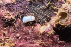 Goniobranchus albonares