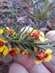Dillwynia floribunda