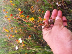 Hermannia multiflora