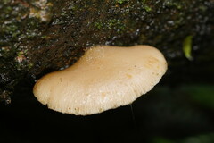 Conchomyces bursiformis