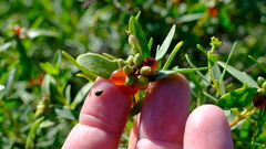 Thymelaeaceae