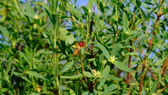 Thymelaeaceae