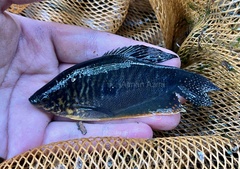 Trichopodus trichopterus