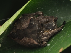 Parawixia