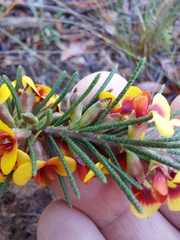 Dillwynia floribunda