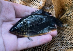 Trichopodus trichopterus