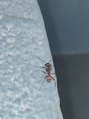 Camponotus cruentatus