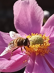 Eristalis tenax