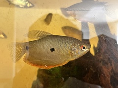 Trichopodus trichopterus