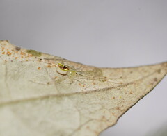 Thwaitesia nigronodosa
