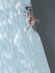 Camponotus cruentatus