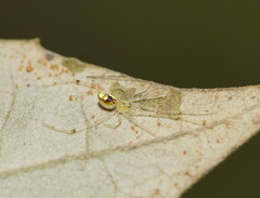 Thwaitesia nigronodosa