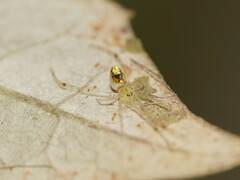 Thwaitesia nigronodosa
