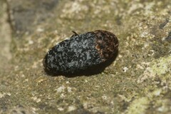 Dermestes undulatus