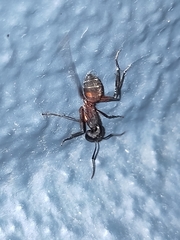 Camponotus cruentatus