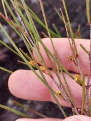 Acacia juncifolia