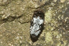 Dermestes undulatus