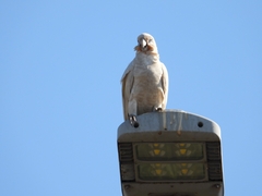 Cacatua sanguinea