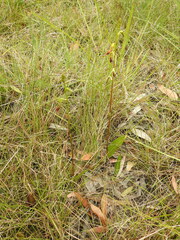 Cryptostylis subulata