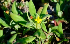 Tetragonia