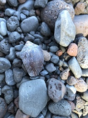 Conus archiepiscopus