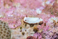 Goniobranchus verrieri