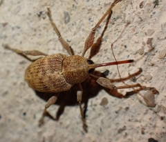 Curculio elephas