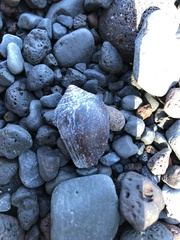 Conus archiepiscopus