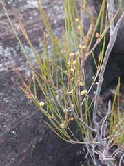 Acacia juncifolia