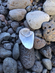 Conus archiepiscopus