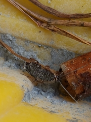 Ectobius sylvestris