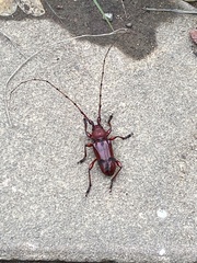 Dicelosternus corallinus