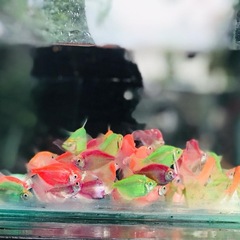 Gymnocorymbus ternetzi