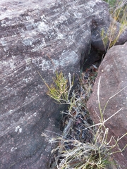 Acacia juncifolia
