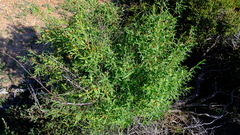 Thymelaeaceae