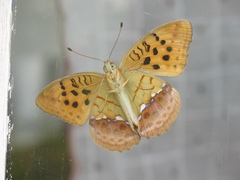 Argynnis laodice
