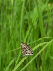 Leptotes plinius