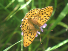 Argynnis laodice