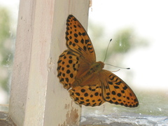 Argynnis laodice