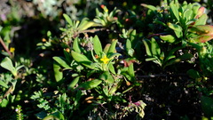 Tetragonia