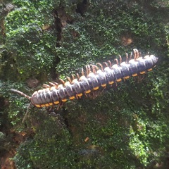 Asiomorpha coarctata