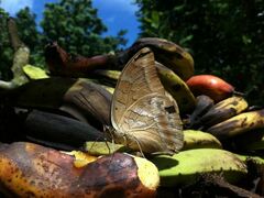 Archaeoprepona demophon