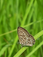 Leptotes plinius