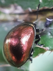 Chrysolina