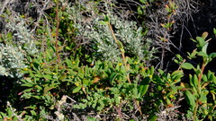 Tetragonia
