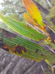 Acacia subtilinervis