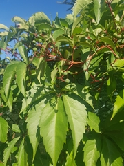 Parthenocissus quinquefolia